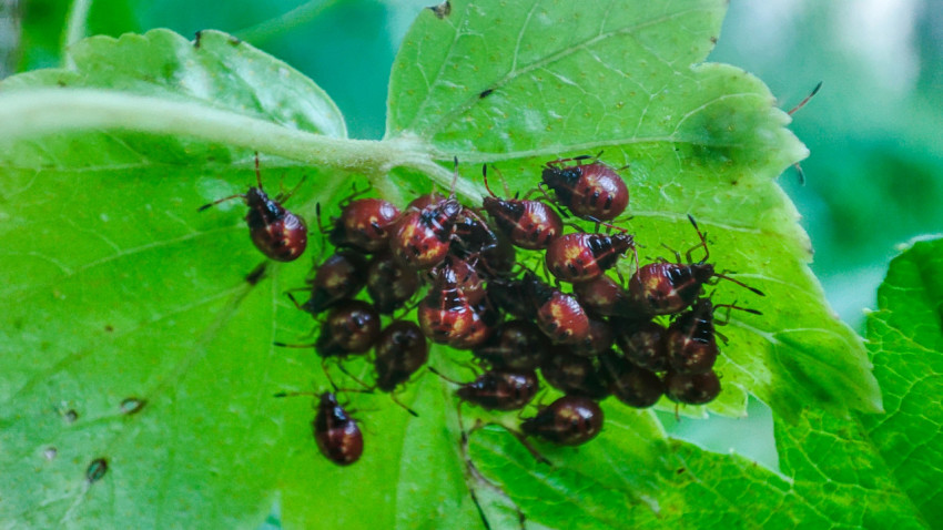 Группа нимф клопов-щитников на обратной стороне листа кустарника