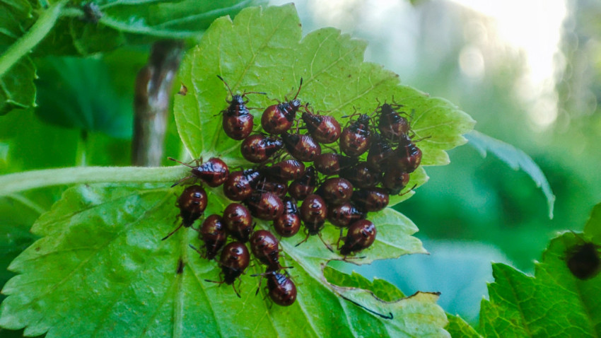 Большая группа нимф клопов-щитников на листе кустарника на фоне зелёной растительности