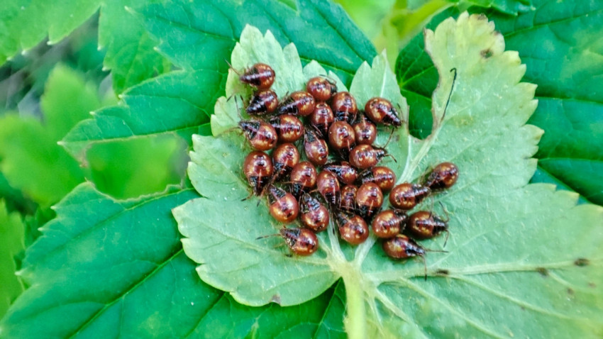 Нимфы клопов-щитников, собранные на светлом листе среди тёмно-зелёной листвы