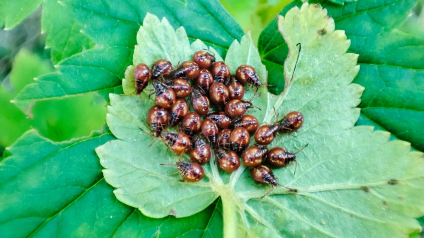 Скопление нимф клопов на зелёном листе растения крупным планом