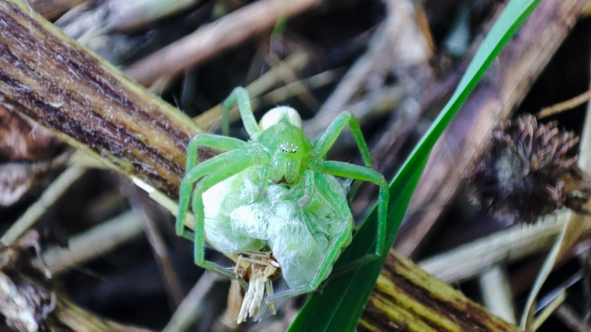 Зелёный паук-охотник микроммата держит добычу в коконе из паутины на сухом стебле