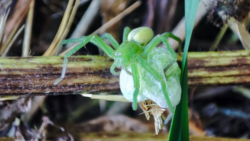 Зелёный паук-охотник на горизонтальном стебле удерживает кокон с добычей среди сухой травы