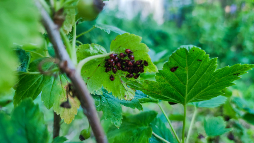 Скопление нимф клопов-щитников на листе кустарника в окружении зелени