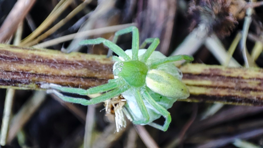 Вид сверху на микроммату зелёную с паутинным коконом добычи на сухом стебле