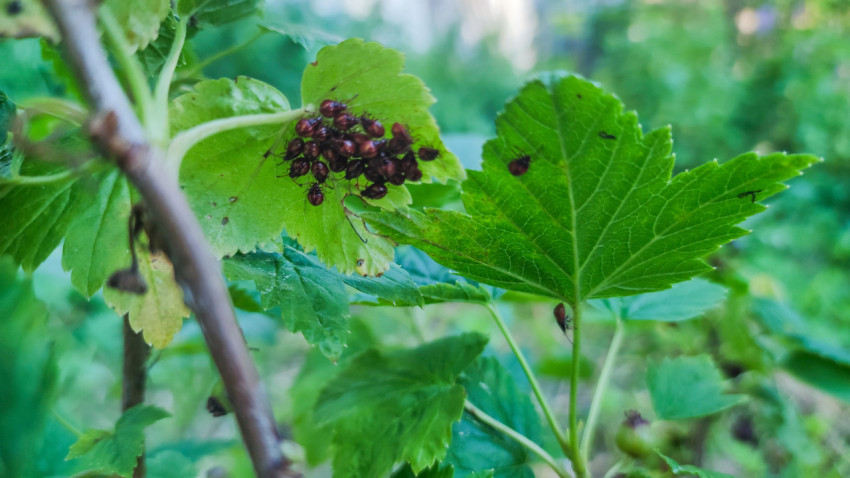 Скопление нимф клопов-щитников на листе и отдельные особи на соседних листьях