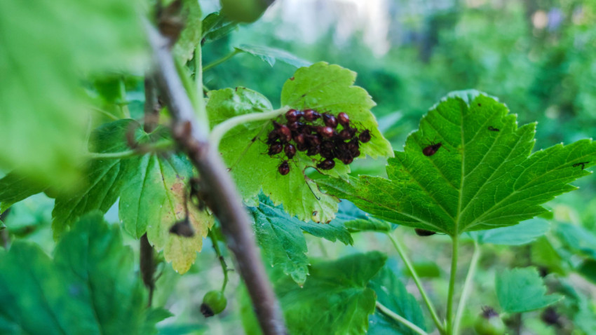 Нимфы клопов-щитников, собранные на листе кустарника среди ветвей и листвы