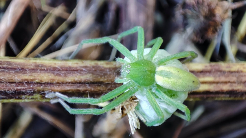 Зелёный паук-охотник Micrommata virescens на сухом стебле с добычей в коконе из паутины