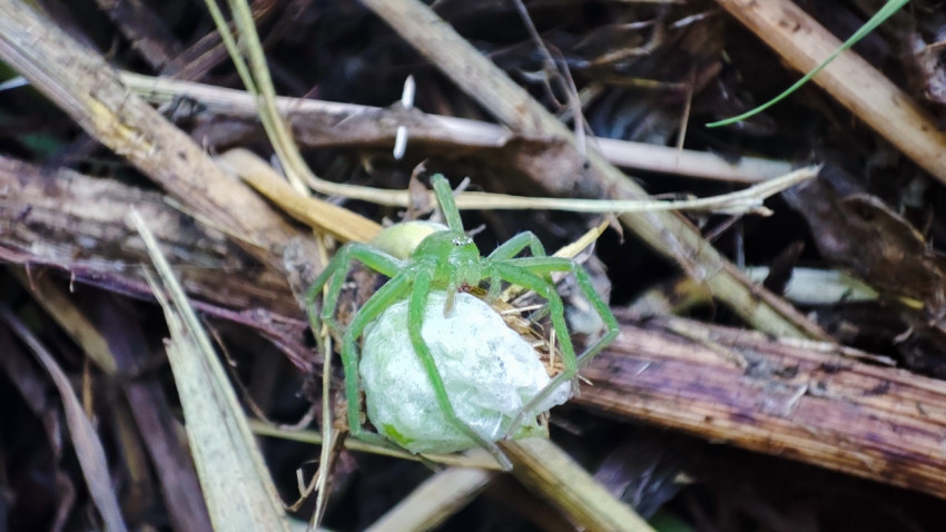 Micrommata virescens держит добычу, обёрнутую паутиной, среди сухой травы