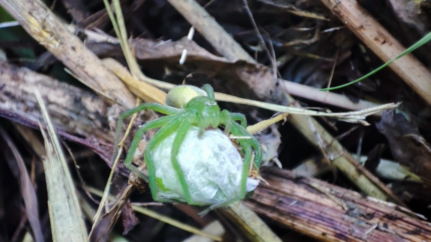 Зелёный паук-охотник Micrommata virescens на подстилке поверх белого кокона из паутины
