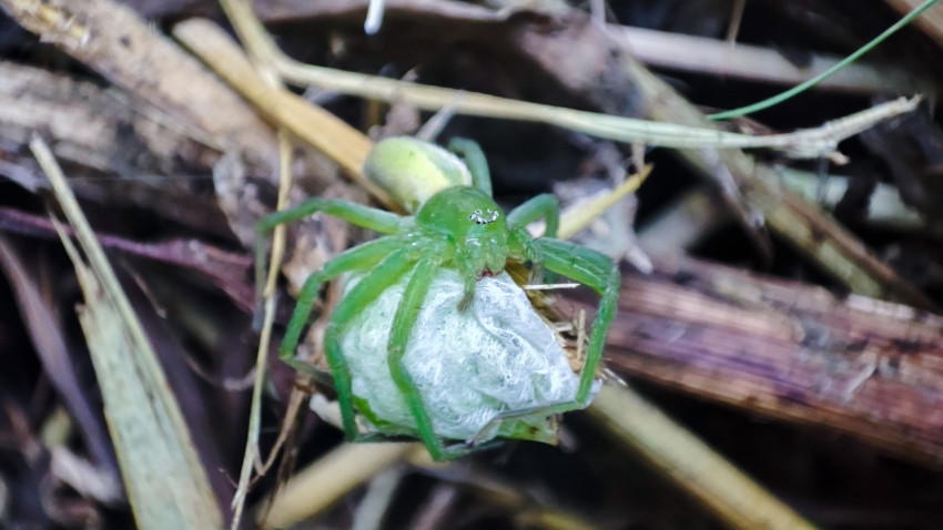 Крупный план Micrommata virescens с добычей в паутинном коконе на сухой растительности