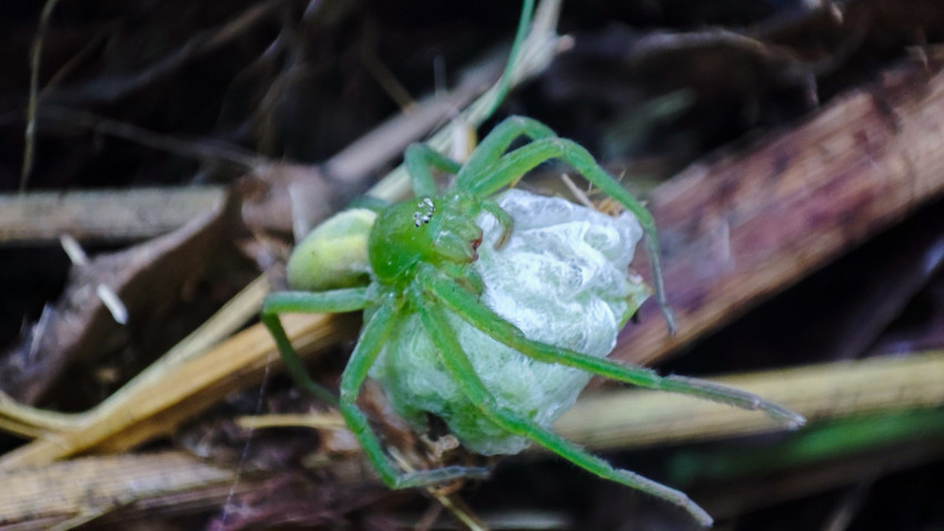 Micrommata virescens обхватывает белый свёрток из паутины с добычей на сухой траве