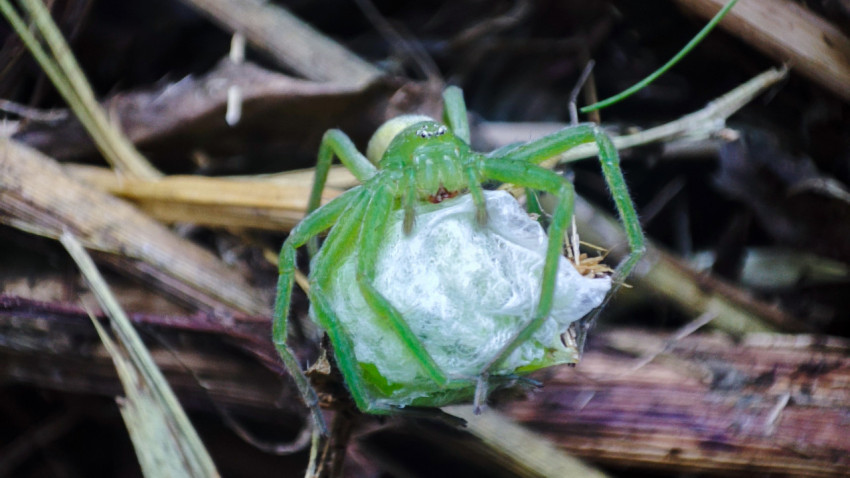 Фронтальный макроснимок Micrommata virescens, удерживающего добычу в коконе из паутины