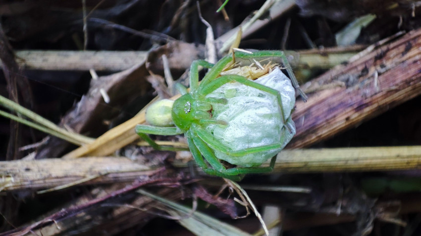 Широкий макрокадр Micrommata virescens с крупным коконом из паутины на сухом стебле