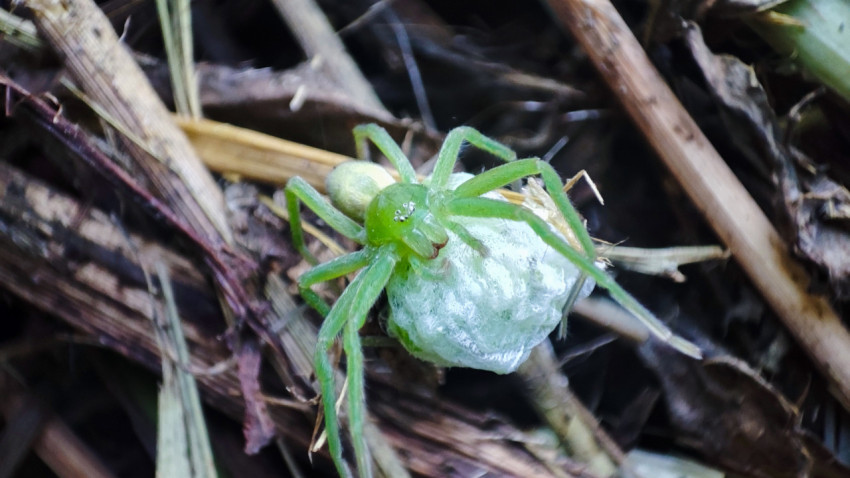 Крупный план Micrommata virescens с белым коконом из паутины на сухой траве