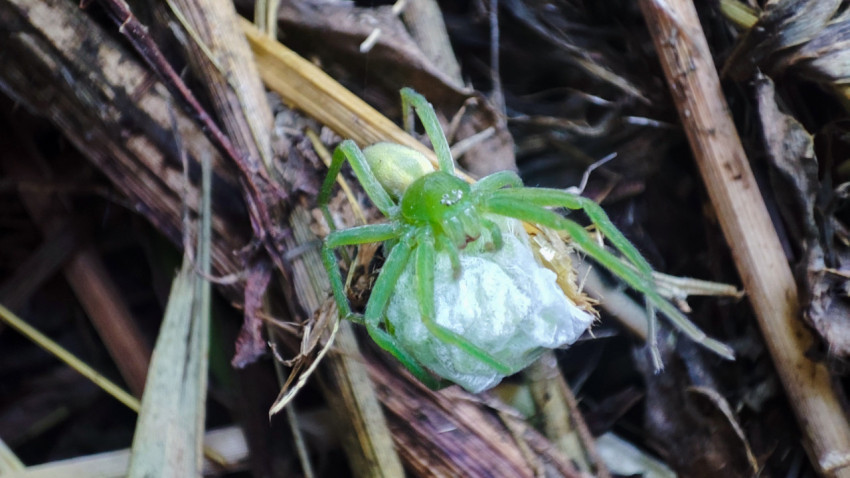 Зелёный паук-охотник Micrommata virescens с добычей в паутинном коконе среди травяной подстилки