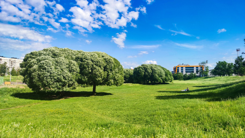 Городской луг с лиственными деревьями и зданиями на дальнем плане