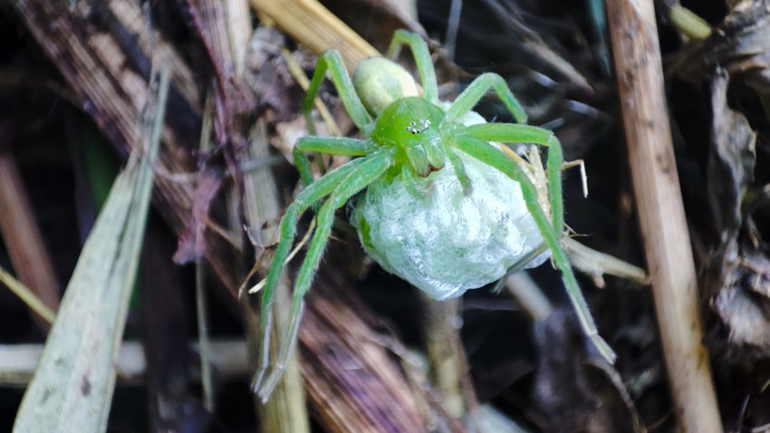 Зелёный паук-охотник с белым коконом на переплетении сухих травинок