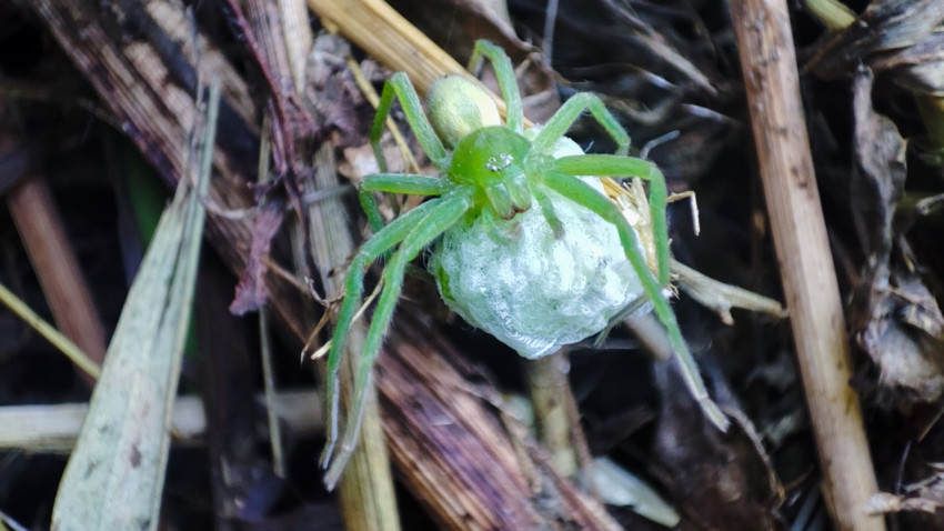 Micrommata virescens прижимает яйцевой кокон среди соломы и листового опада