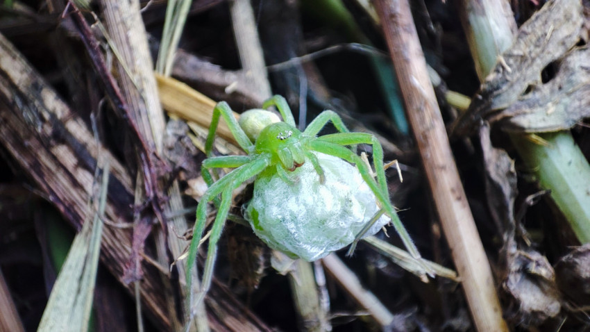 Самка Micrommata virescens удерживает белый яйцевой кокон на лесной подстилке