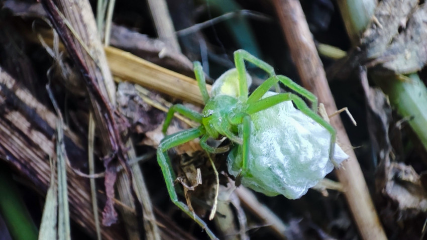 Зелёный паук-охотник держит белый кокон, вид сбоку среди сухих стеблей