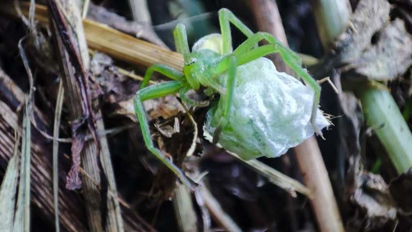 Самка Micrommata virescens с белым коконом на фоне сухой травы и листьев