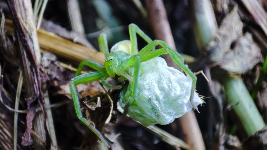 Зелёный паук-охотник фиксирует белый яйцевой кокон лапками на подстилке