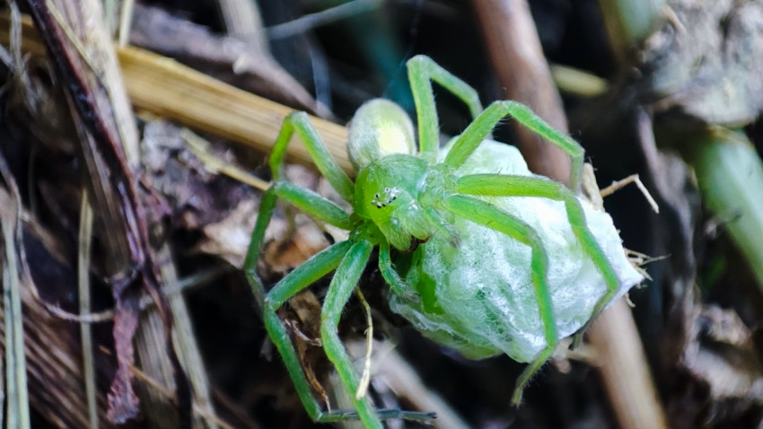 Зелёный паук-охотник удерживает белый кокон среди сухих стеблей и листьев