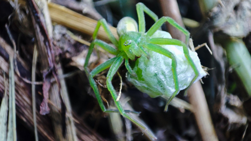 Вид сверху: Micrommata virescens с белым яйцевым коконом в травяной подстилке