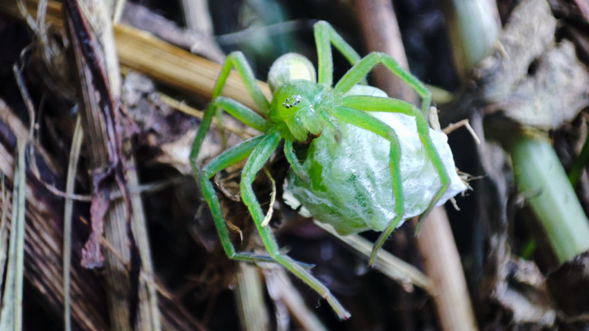 Micrommata virescens удерживает кокон из шелка среди соломы и листового опада