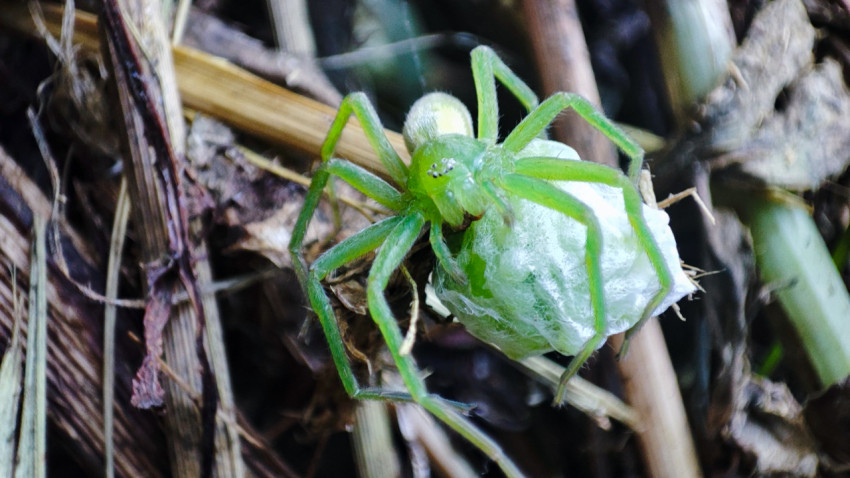 Зелёный паук-охотник с белым коконом на переплетении сухих стеблей, макро