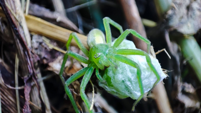 Зелёный паук-охотник Micrommata virescens держит белый кокон с кладкой на подстилке
