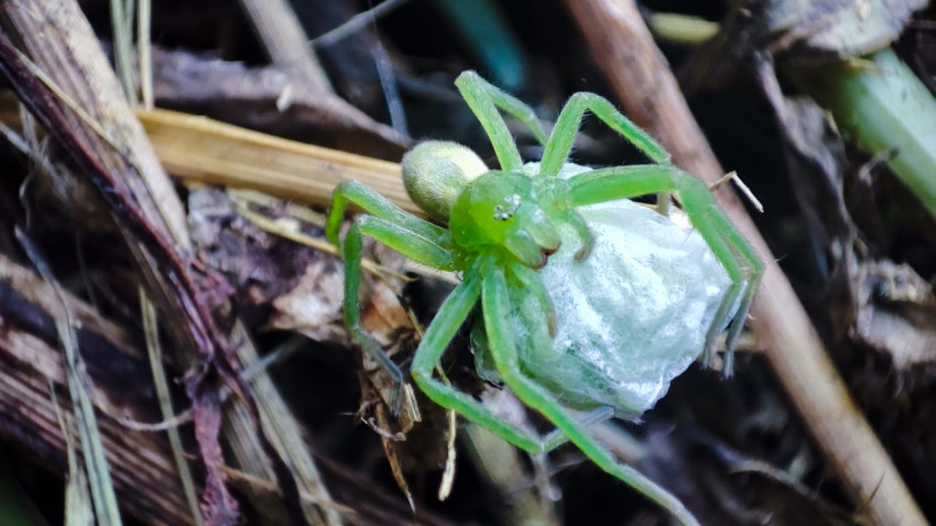 Микроммата зелёная переносит яйцевой мешок среди сухих травинок и листьев