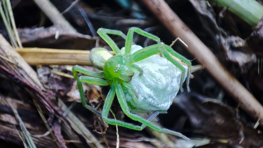 Micrommata virescens держит белый кокон с кладкой на тёмной лесной подстилке