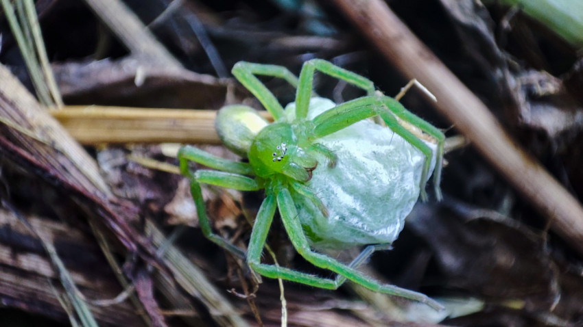 Зелёный паук-охотник удерживает кокон с яйцами среди сухих стеблей крупным планом