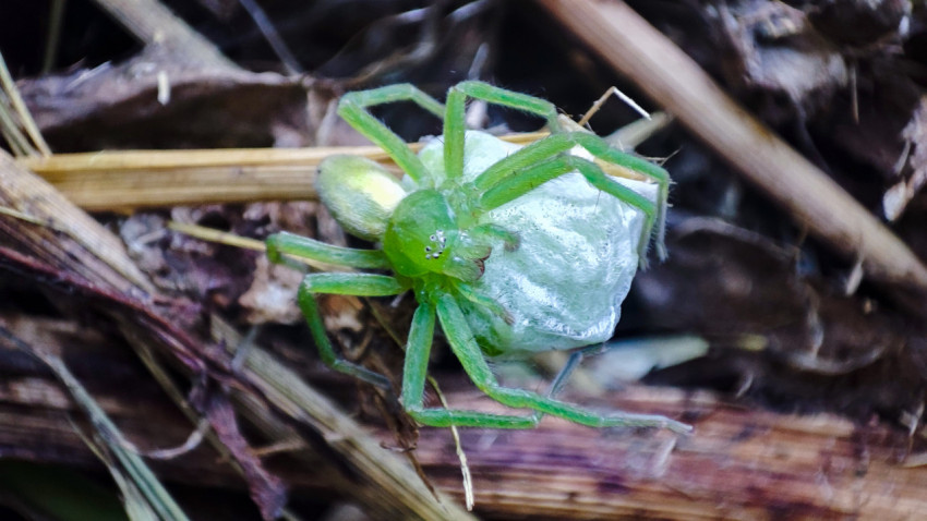 Микроммата зелёная держит белый кокон с кладкой среди травинок на земле