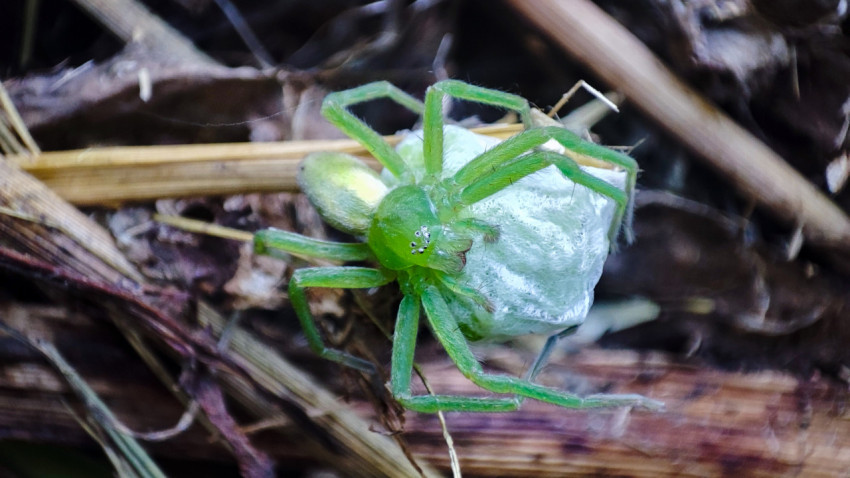 Micrommata virescens с коконом и кладкой на тёмной подстилке и сухих стеблях