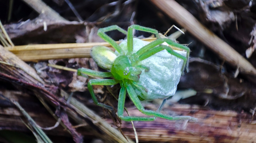 Зелёный паук-охотник Micrommata virescens держит яйцевой мешок на растительных остатках