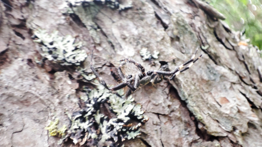Паук на паутине рядом с корой сосны и пятнами лишайника
