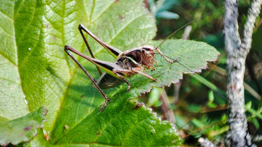 Кузнечик крупным планом на листе с зубчатым краем