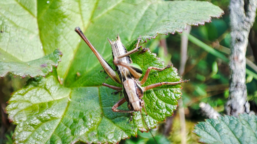 Кузнечик сверху на листе среди травы и веточек