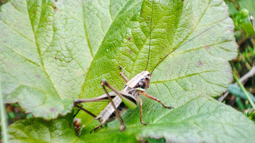 Кузнечик на большом листе с выраженными жилками