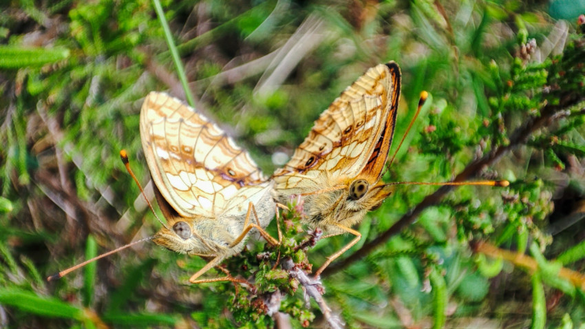 Пара бабочек на кустарничке среди травы и мха