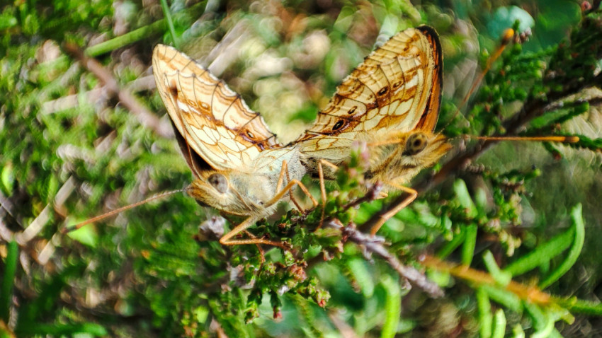Две бабочки на зелёном побеге на фоне луговой растительности