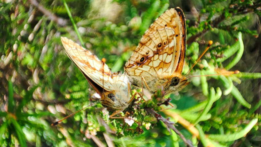 Пара бабочек с раскрытыми крыльями на верхушке растения