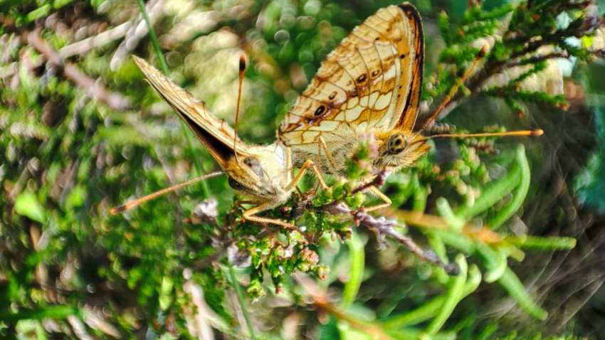 Две бабочки на зелёном кустарничке в луговой растительности