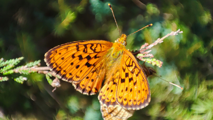 Оранжевая бабочка-перламутровка на хвойной ветке крупным планом