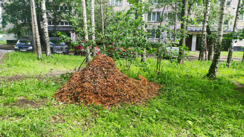 Куча древесной щепы на газоне и рыжая кошка во дворе