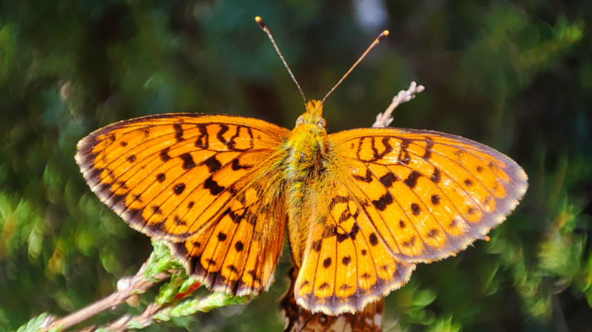 Бабочка-перламутровка с раскрытыми крыльями на хвойной ветке на размытом фоне