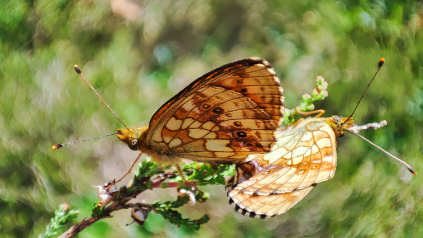 Две бабочки на хвойной ветке с частично сложенными крыльями на фоне размытой зелени