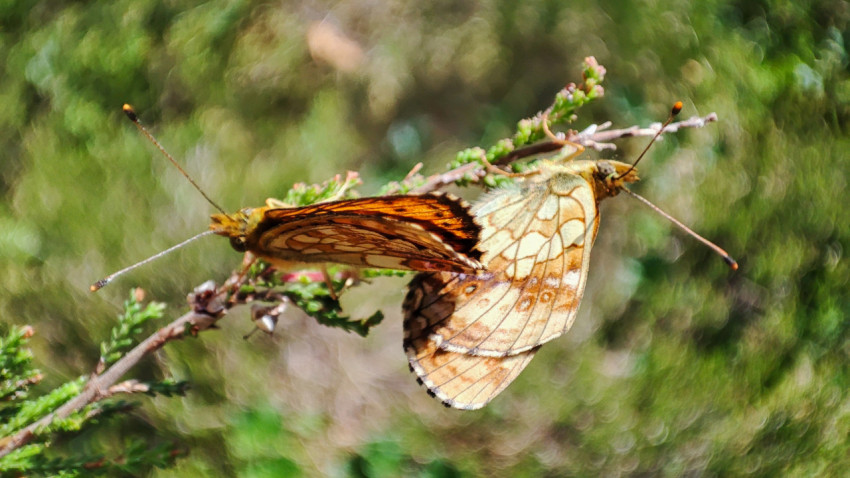 Две бабочки на хвойной ветке в паре, боковой ракурс с видимой нижней стороной крыльев